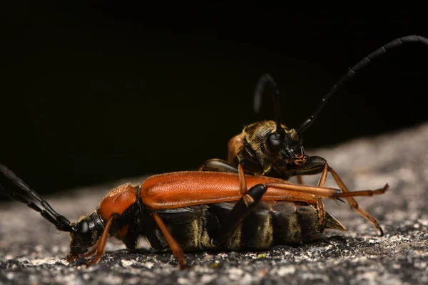 Besouro Longhorn Vermelho Marrom Stictoleptura Rubra — Fotografia de Stock