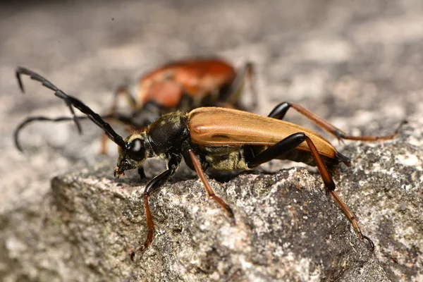 Red Brown Longhorn Beetle Zmorsznik Czerwony — Zdjęcie stockowe