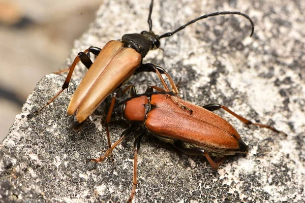 Red Brown Longhorn Beetle Zmorsznik Czerwony — Zdjęcie stockowe