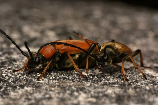 Красно Коричневый Longhorn Beetle Stictoleptura Rubra — стоковое фото