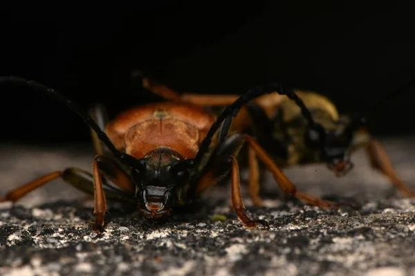 Red Brown Longhorn Beetle Zmorsznik Czerwony — Zdjęcie stockowe