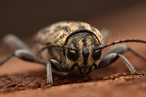 Szary Tygrys Dla Beetle Xylotrechus Rusticus — Zdjęcie stockowe