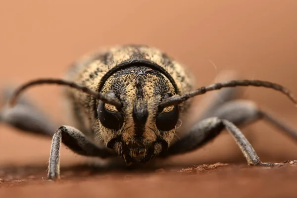 Scarabeo Longicorno Tigre Grigio Xylotrechus Rusticus — Foto Stock