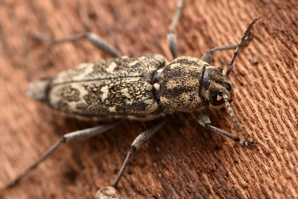 Escarabajo Tigre Gris Longicornio Xylotrechus Rusticus —  Fotos de Stock