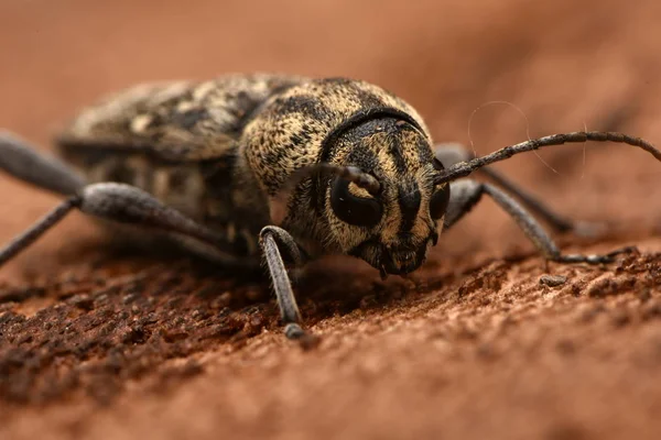 Gri Kaplan Longicorn Böceği Xylotrechus Rusticus — Stok fotoğraf