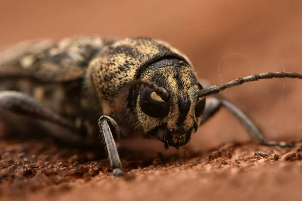 Szary Tygrys Dla Beetle Xylotrechus Rusticus — Zdjęcie stockowe