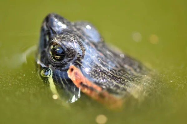 Tartaruga Aquática Trachemys Scripta Elegans Slider Orelhas Vermelhas — Fotografia de Stock