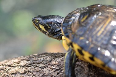 Su kaplumbağası, Trachemy 's scripta elegans, kırmızı kulaklı kaydırıcı