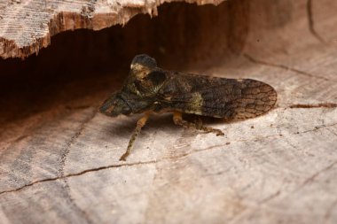 böcek, böcek, hemiptera, Ledra aurita