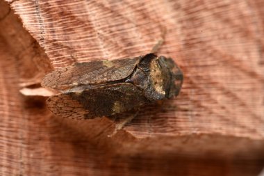 böcek, böcek, hemiptera, Ledra aurita