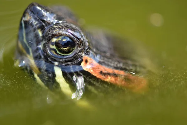 Water Turtle Trachemys Scripta Elegans Red Eared Slider — Stock Photo, Image