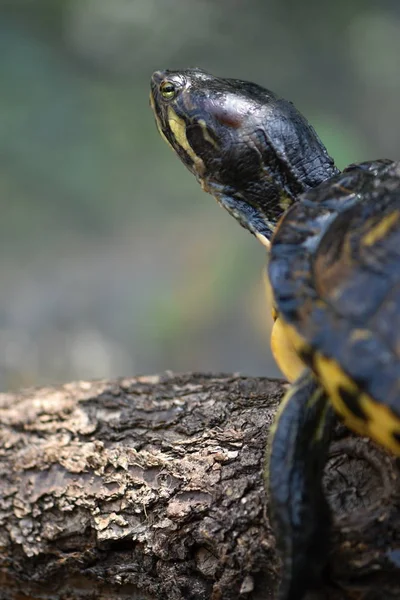 Żółw Wodny Trachemys Scripta Elegans Suwak Rudy — Zdjęcie stockowe