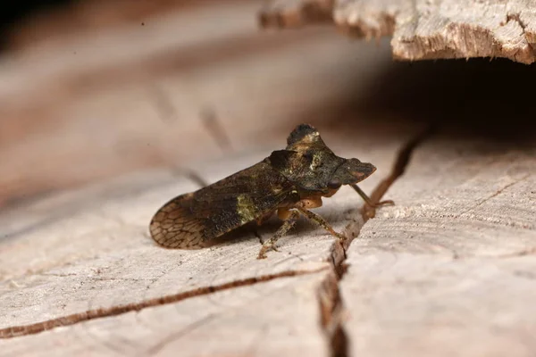 Inseto Inseto Hemiptera Ledra Aurita — Fotografia de Stock