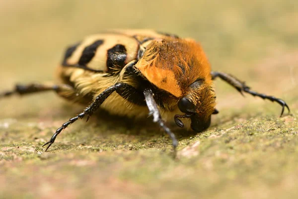Bienenkäfer Trichius Fasciatus — Stockfoto