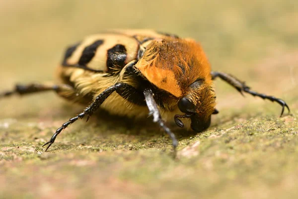 Besouro Das Abelhas Trichius Fasciatus — Fotografia de Stock