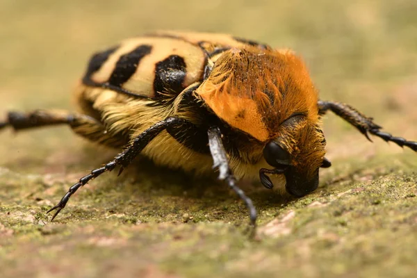 Пчелиный Жук Trichius Fasciatus — стоковое фото