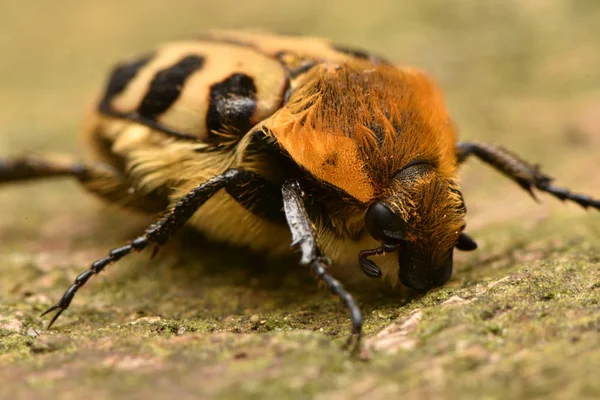 딱정벌레 Trichius Fasciatus — 스톡 사진