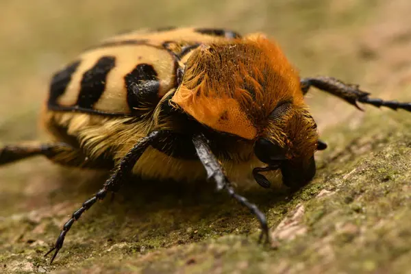 Bee Brouk Zdobenec Skvrnitý — Stock fotografie