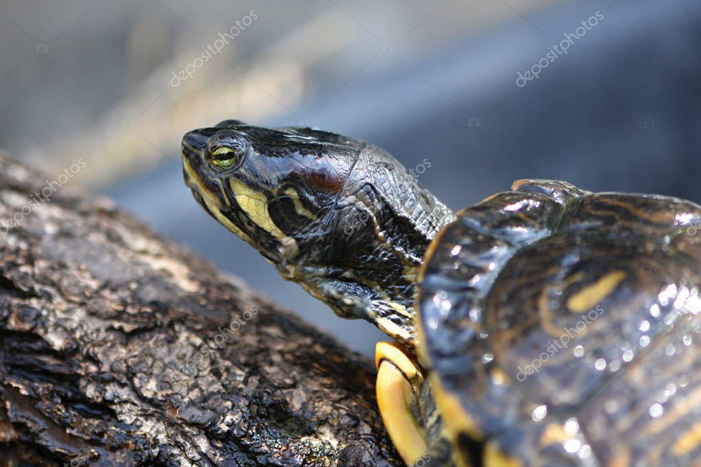 turtleman