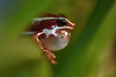 Anthony 'nin zehirli ok kurbağası