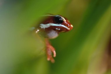 Anthony 'nin zehirli ok kurbağası