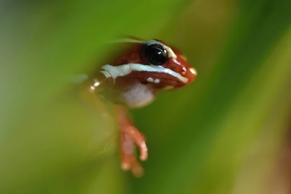 Anthony Poison Arrow Frog — Stock Photo, Image