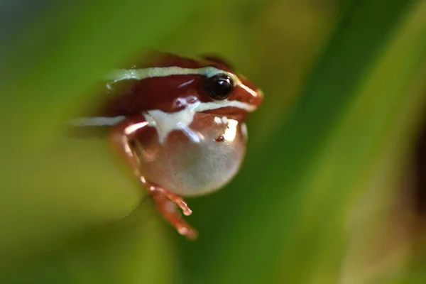 Sapo Envenenado Anthony — Fotografia de Stock