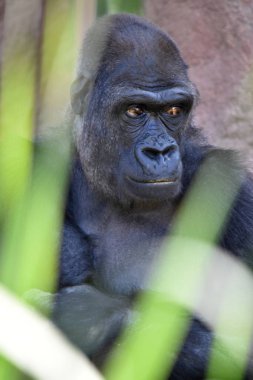 Batı goril (Gorilla goril)