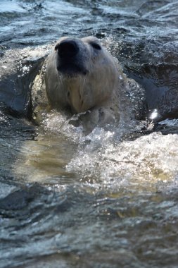 kutup ayısı (ursus maritimus)