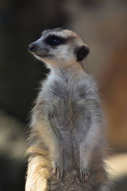 Meerkat (Suricata suricatta) tetikte