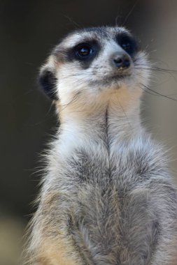 Meerkat (Suricata suricatta) tetikte