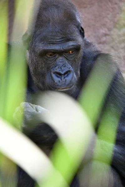 Västerländska Gorilla Gorilla Gorilla — Stockfoto