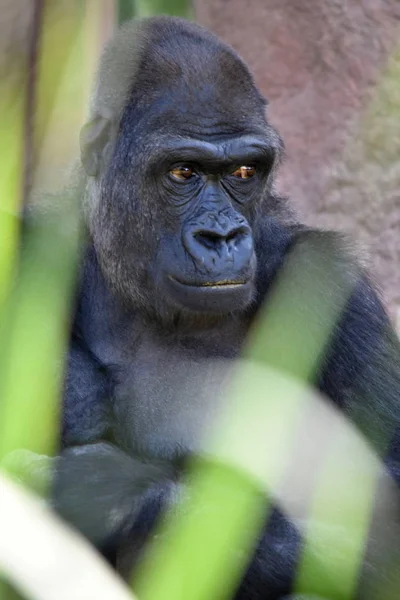 Västerländska Gorilla Gorilla Gorilla — Stockfoto