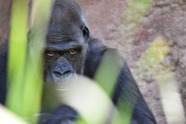 Gorila Ocidental Gorila Gorila — Fotografia de Stock