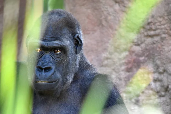 Västerländska Gorilla Gorilla Gorilla — Stockfoto