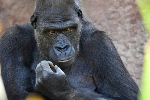 Western Gorilla Gorilla Gorilla — Stock Photo, Image
