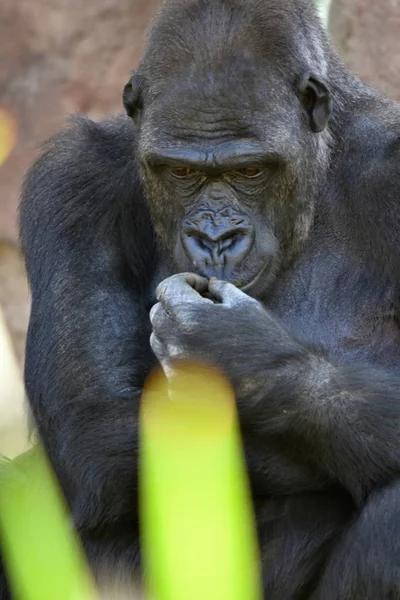 Västerländska Gorilla Gorilla Gorilla — Stockfoto