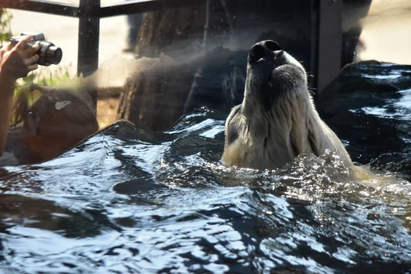Urso Polar Ursus Maritimus — Fotografia de Stock