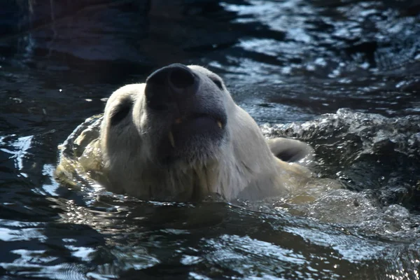 Белый Медведь Ursus Maritimus — стоковое фото