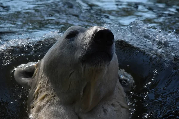 Ijsbeer Ursus Maritimus — Stockfoto