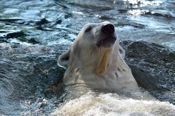 Polar Bear Ursus Maritimus — Stock Photo, Image