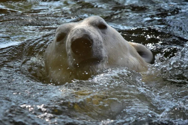 북극곰 Ursus Maritimus — 스톡 사진