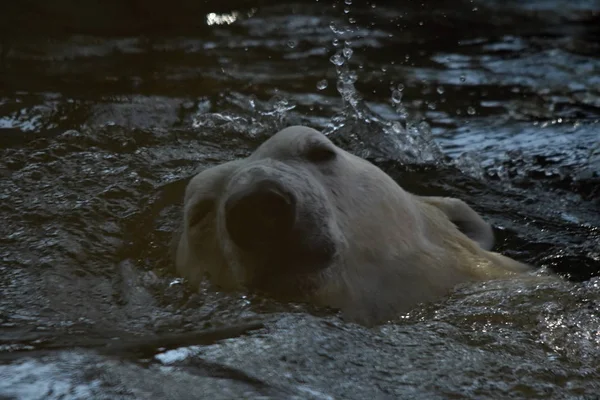Niedźwiedź Polarny Ursus Maritimus — Zdjęcie stockowe