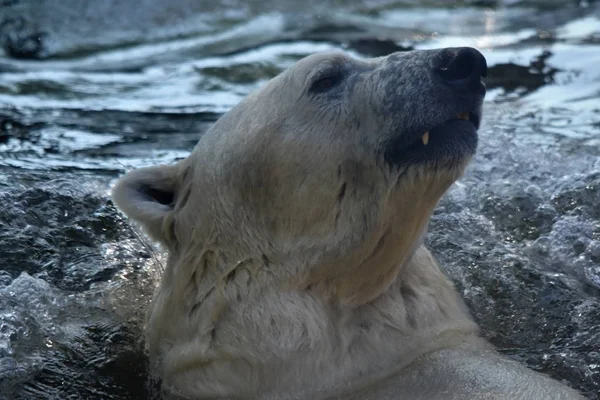 Polar Bear Ursus Maritimus — Stock Photo, Image