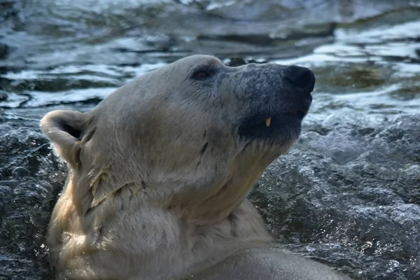 Ijsbeer Ursus Maritimus — Stockfoto