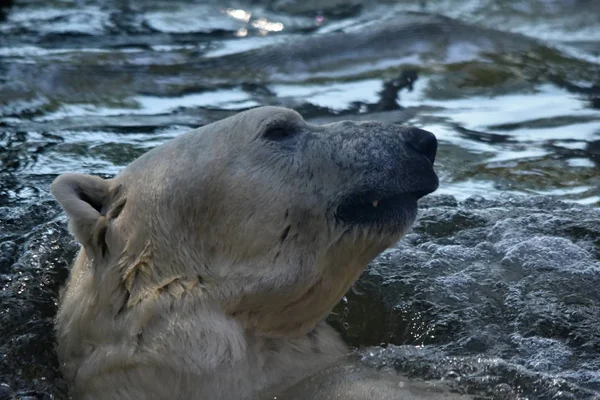 Niedźwiedź Polarny Ursus Maritimus — Zdjęcie stockowe