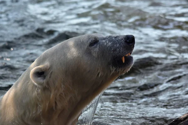 Ijsbeer Ursus Maritimus — Stockfoto