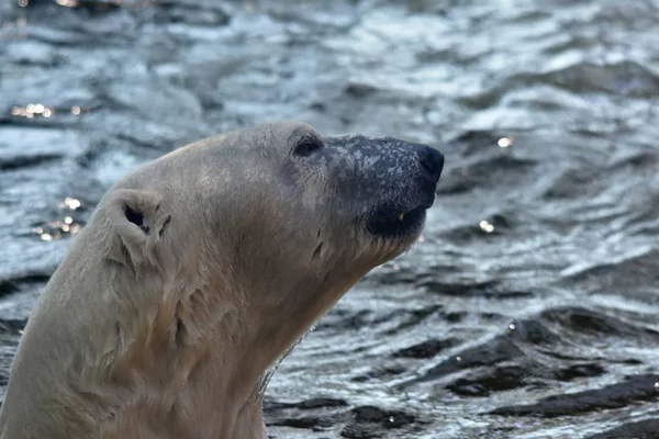 Eisbär Ursus Maritimus — Stockfoto