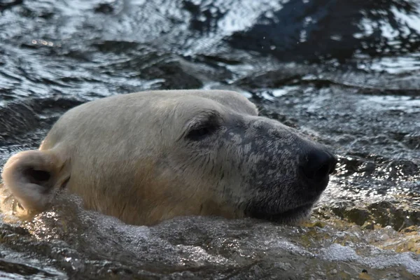 Kutup Ayısı Ursus Maritimus — Stok fotoğraf