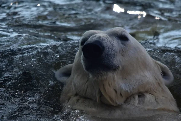 Белый Медведь Ursus Maritimus — стоковое фото